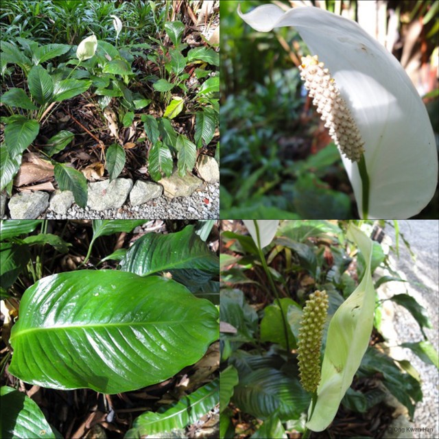 Spathiphyllum wallisii • © Ong Kwan Han • All Rights Reserved