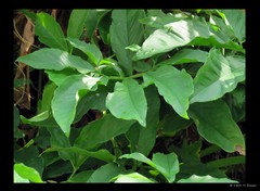 Syngonium podophyllum