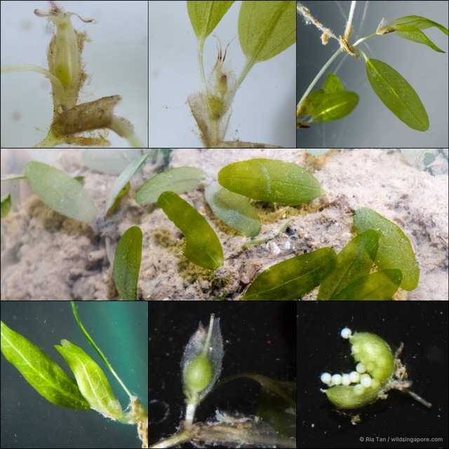 Halophila decipiens • © Ria Tan • All Rights Reserved