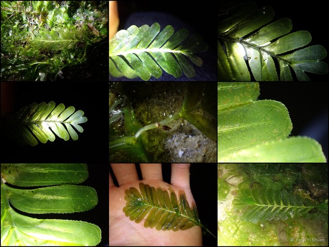 Halophila spinulosa • © Yeoh Yi Shuen • All Rights Reserved