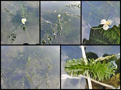 Hydrilla verticillata
