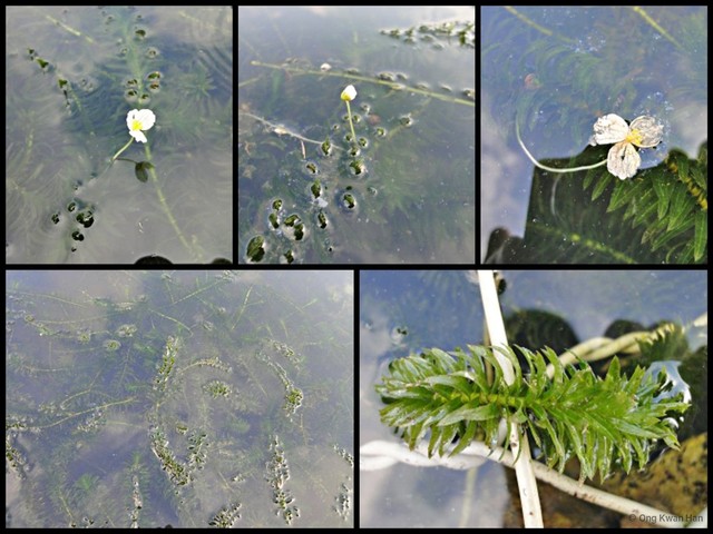 Hydrilla verticillata • © Ong Kwan Han • All Rights Reserved