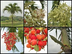 Adonidia merrillii