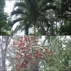 Archontophoenix alexandrae