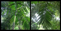 Areca catechu