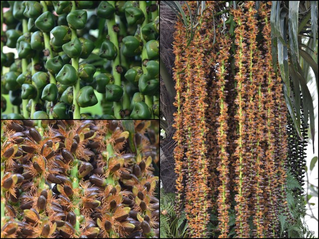 Arenga pinnata • © Cerlin Ng • All Rights Reserved