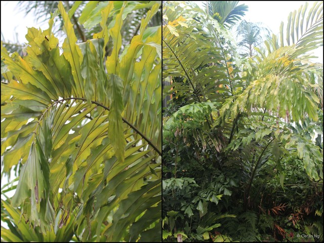 Arenga undulatifolia • © Cerlin Ng • All Rights Reserved