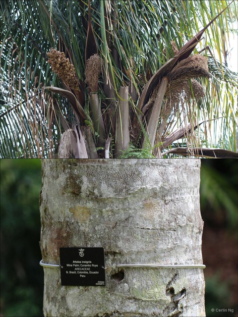 Attalea insignis • © Cerlin Ng • All Rights Reserved