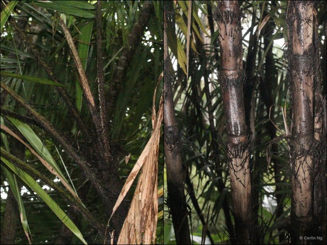 Bactris guineensis • © Cerlin Ng • All Rights Reserved