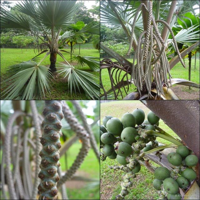 Bismarckia nobilis • © Ang Wee Foong • All Rights Reserved