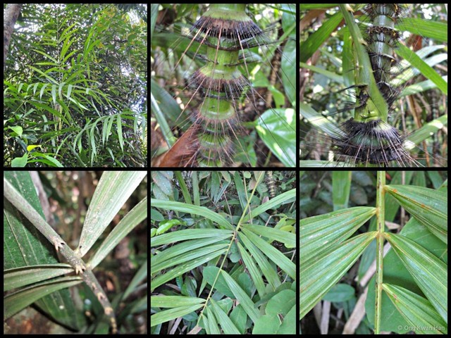 Calamus crinitus • © Ong Kwan Han • All Rights Reserved