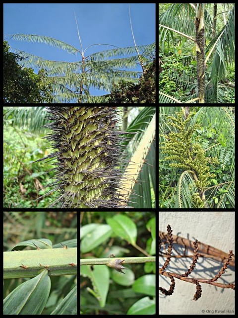 Calamus erinaceus • © Ong Kwan Han • All Rights Reserved