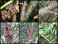 Calamus gracilipes