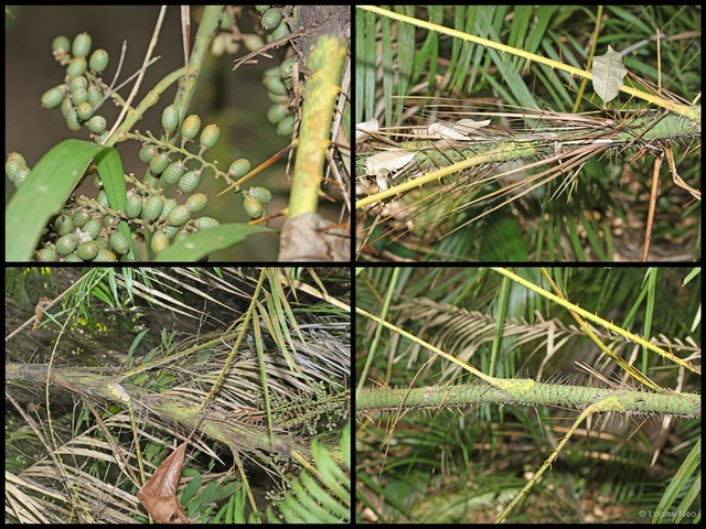 Calamus hirsutus • © Louise Neo • All Rights Reserved