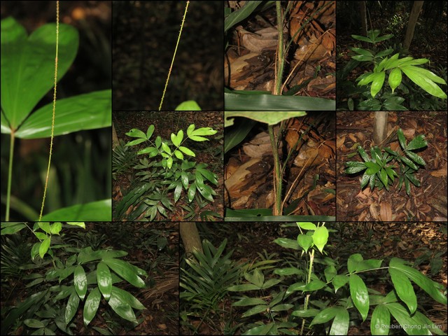 Calamus javensis • © Reuben Chong Jin Lim • All Rights Reserved