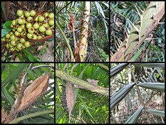 Calamus melanochaetes