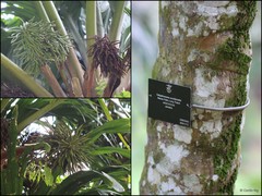 Calyptronoma occidentalis (Sw.) H.E.Moore