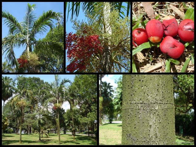 Carpentaria acuminata • © Ong Kwan Han • All Rights Reserved