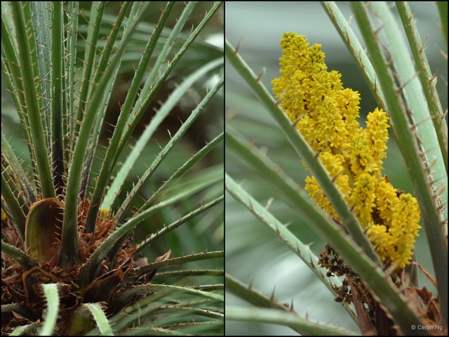 Chamaerops humilis • © Cerlin Ng • All Rights Reserved