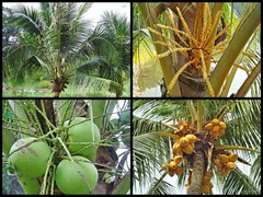 Cocos nucifera