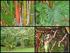 Cyrtostachys renda