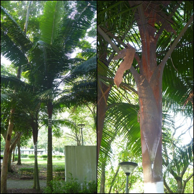 Dypsis leptocheilos • © Ang Wee Foong • All Rights Reserved