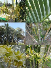 Dypsis lutescens