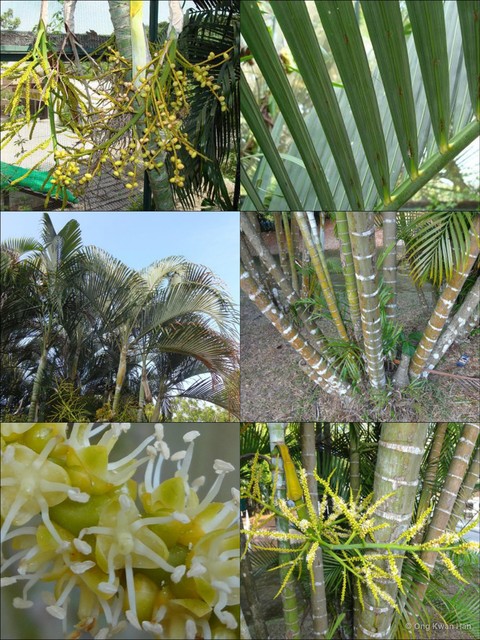 Dypsis lutescens • © Ong Kwan Han • All Rights Reserved