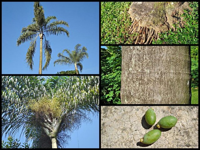 Dypsis madagascariensis • © Ong Kwan Han • All Rights Reserved