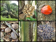 Elaeis guineensis