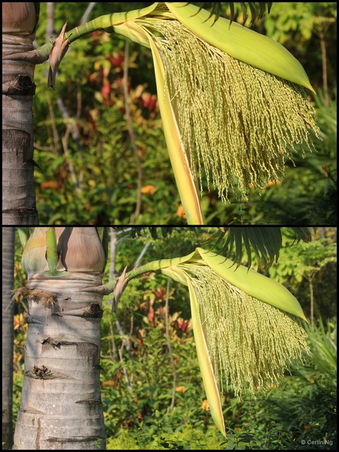 Hyophorbe verschaffeltii • © Cerlin Ng • All Rights Reserved
