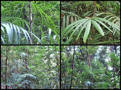 Korthalsia echinometra