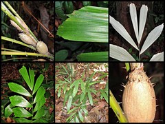 Korthalsia rostrata