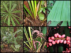 Licuala ferruginea Becc.