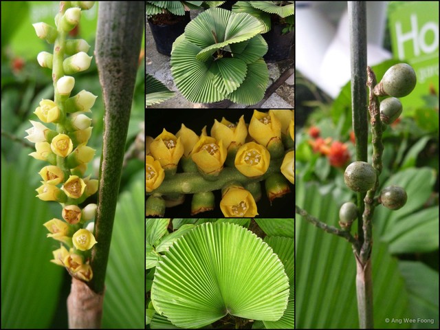 Licuala orbicularis • © Ang Wee Foong • All Rights Reserved