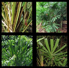 Licuala spinosa