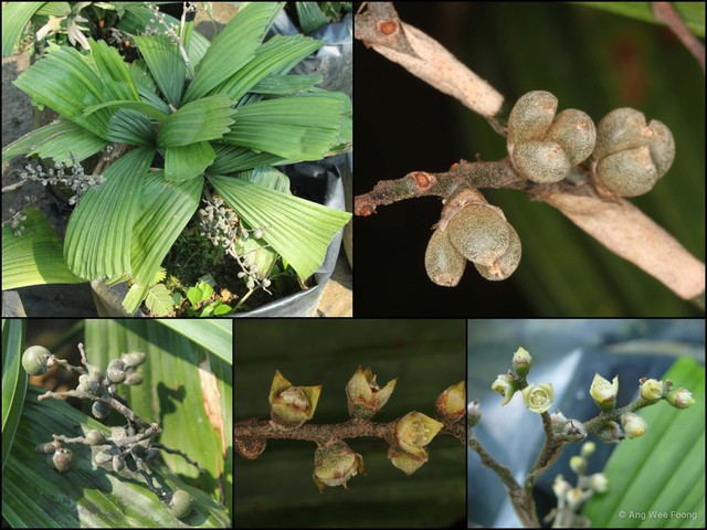Licuala triphylla • © Ang Wee Foong • All Rights Reserved