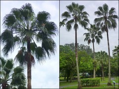 Livistona chinensis