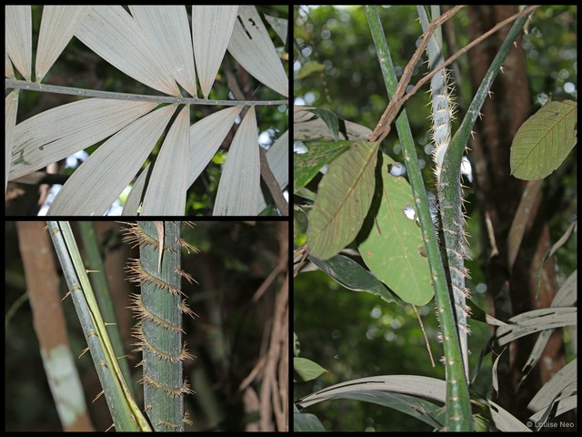 Myrialepis paradoxa • © Louise Neo • All Rights Reserved