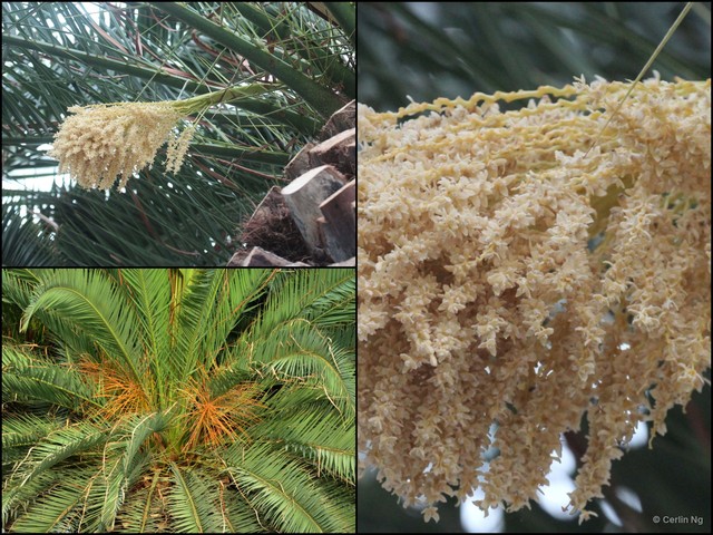Phoenix canariensis • © Cerlin Ng • All Rights Reserved