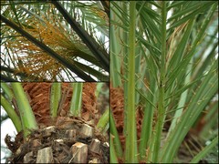 Phoenix dactylifera