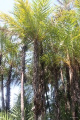 Phoenix paludosa Roxb.