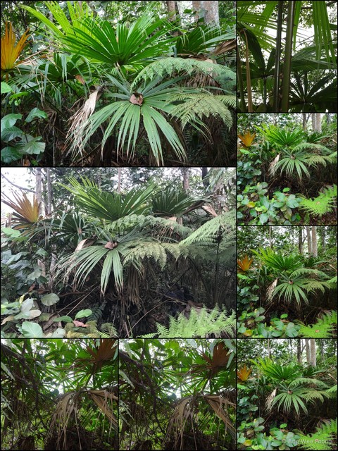 Pholidocarpus kingianus • © Ang Wee Foong • All Rights Reserved