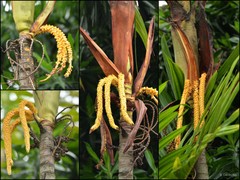 Pinanga coronata • © Cerlin Ng • All Rights Reserved