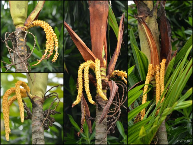 Pinanga coronata