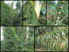 Plectocomia elongata