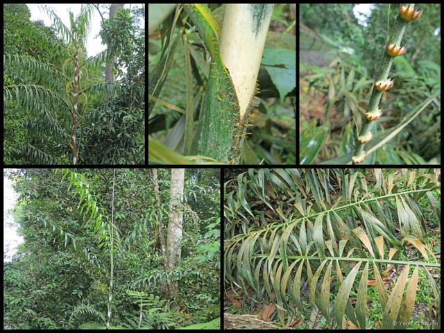Plectocomia elongata • © Yeoh Yi Shuen • All Rights Reserved