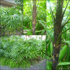 Rhapis excelsa