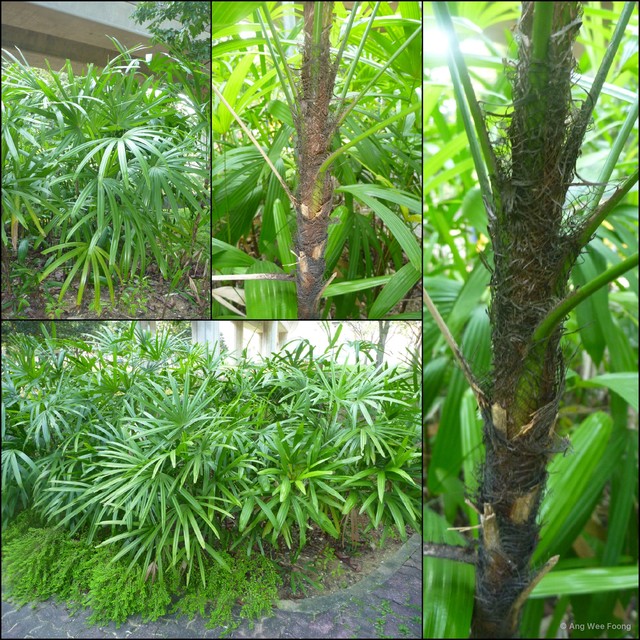 Rhapis excelsa • © Ang Wee Foong • All Rights Reserved