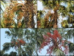 Saribus rotundifolius